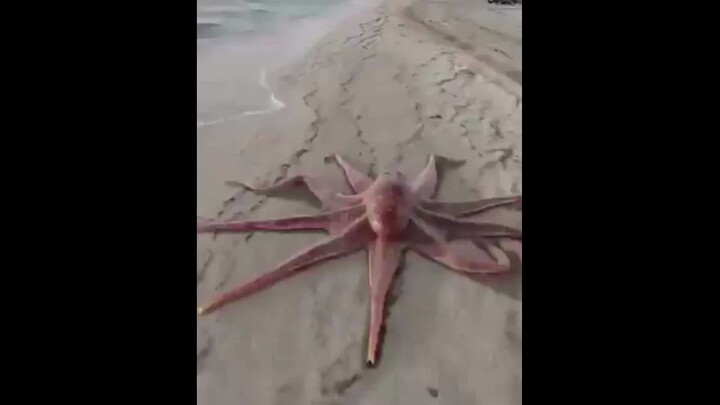 The octopus's life...