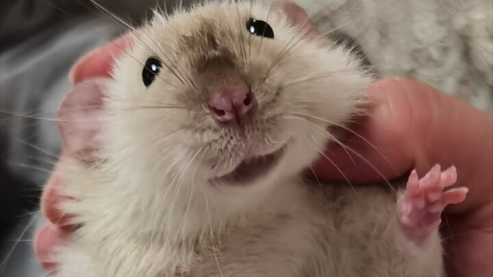 A video proves that fancy rats can recognize their own names