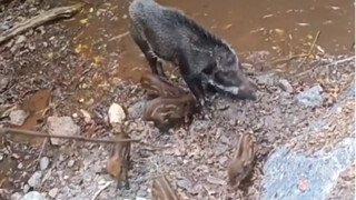 The wild boar family went on a long journey across mountains and hills