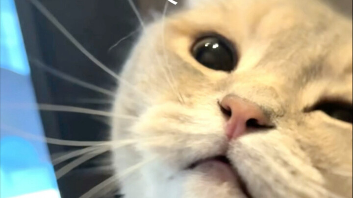 Chú mèo lắm chiêu.