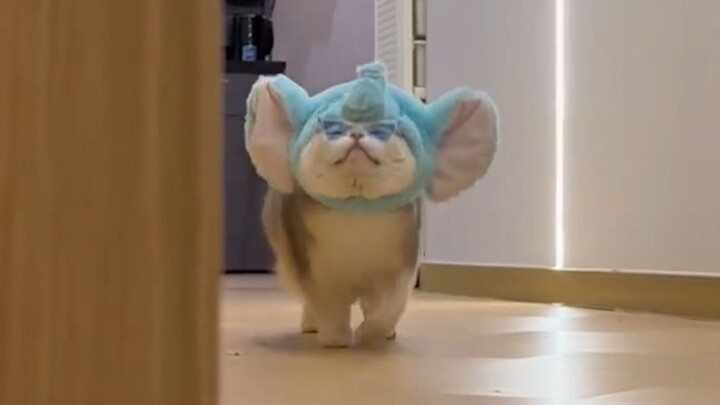 “แมวน้อยแม้จะโง่ แต่ก็น่ารักนะ”