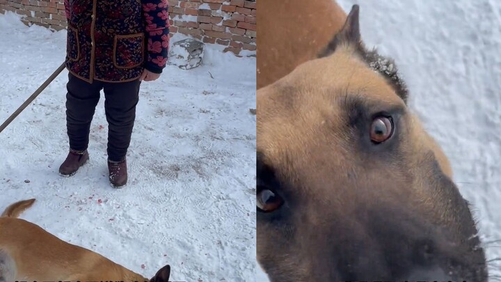 A dog snuck a pig trotter and, after being scolded by its owner, flopped down and played dead. One s