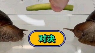 这场决斗最终谁会胜利！