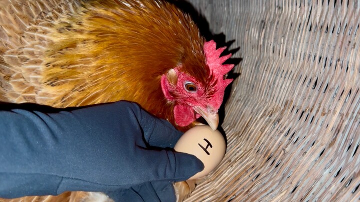 After one night, the hen happily becomes a mother, and in the dark, someone slips an egg with a peck