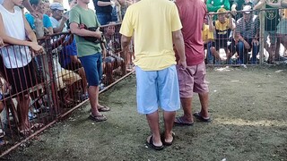 kabaw VS kanding#suportahan#highlight highlight