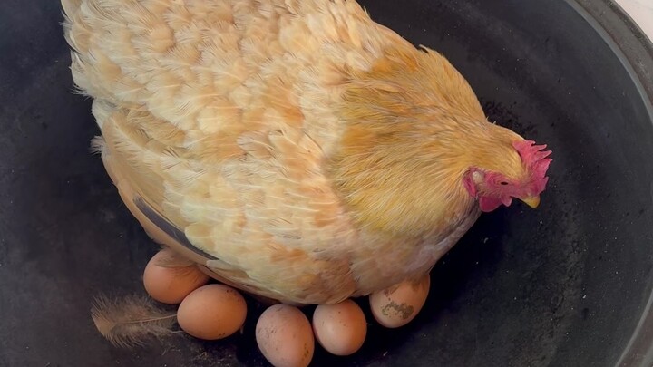 The stove chicken has built a nest on the stove.