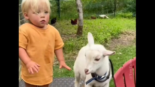 幼崽与🐑🐑🐑