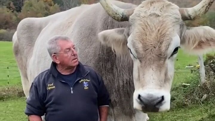 Con bê sữa nhỏ mà lớn được to như thế này, đây là giống gì vậy nhỉ?