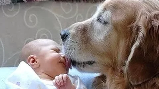 Funny Dogs พบกับ BABIES เป็นครั้งแรก รวบรวม