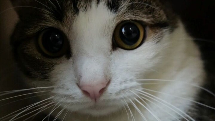 I told the cat “no fighting,” but the cat thinks its name is “No Fighting.”