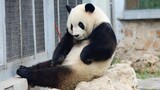 【大熊猫萌兰】妹妹在隔壁打架，他在旁边急的不行，疯狂求关注想加入←_←