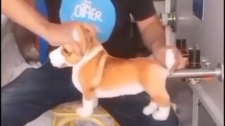 狗狗发现自己原来是这样出生的