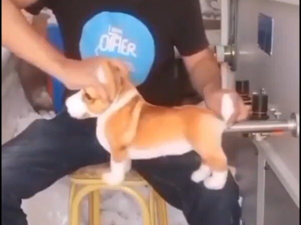 狗狗发现自己原来是这样出生的