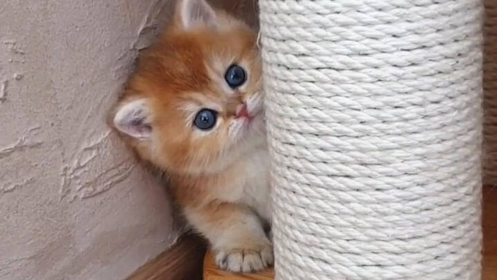 Mèo con trốn tìm: Đừng nhìn em nữa mà~