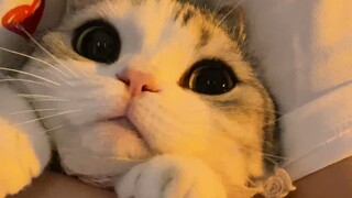 Ketika seekor kucing memiliki tunggangan kecilnya sendiri