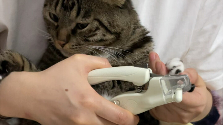 แกล้งทำเป็นตัดมือของน้องแมวจนเลือดไหล