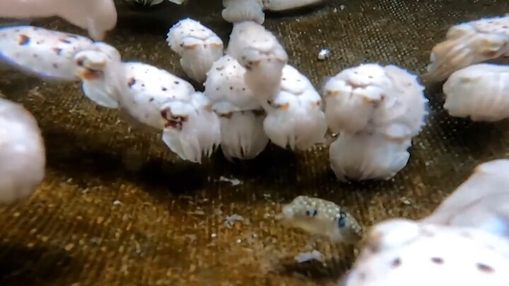 Trải nghiệm nuôi mực ống sống động: 69 chú mực nhỏ vây quanh một chú cá nóc nhỏ – liệu nó có thoát t