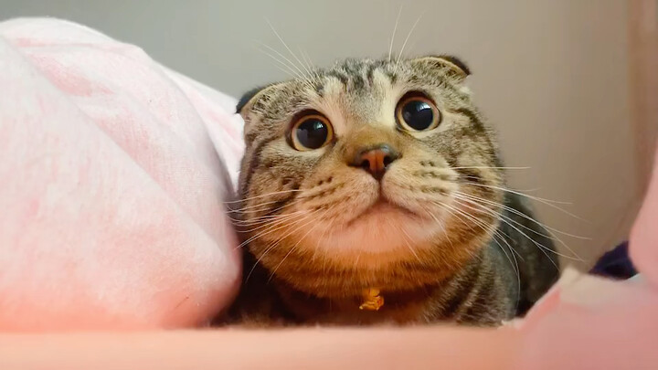 I bet this is an owl.