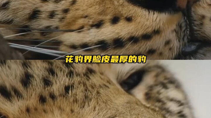 I feel like Anna is the kind of leopard that, knowing the zoo offers free food and lodging, would ju