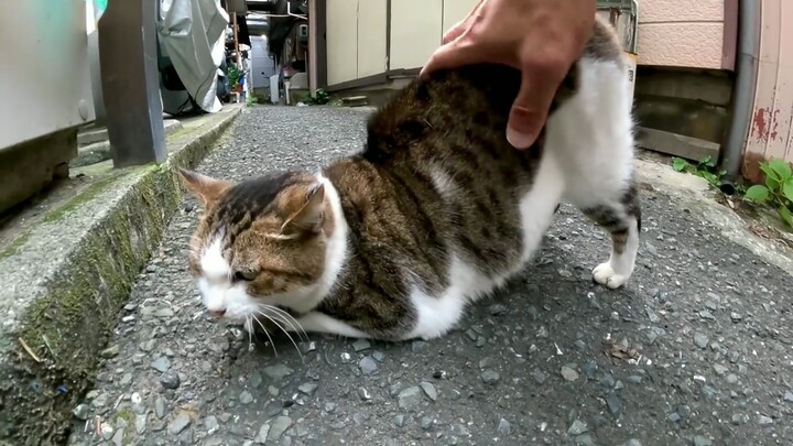 القطة تُظهر إثارة مكبوتة