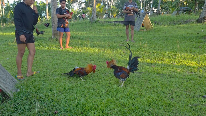 Earlybird