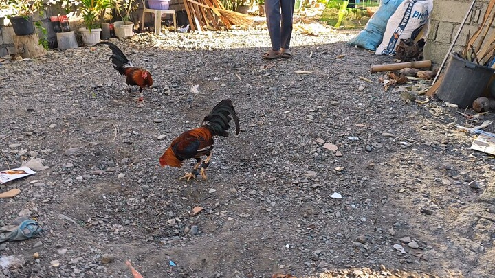 my new stag gilmore vs sweater