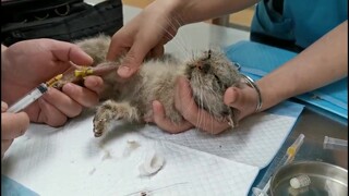 Saya menyelamatkan seekor kucing kerangka. Ia dibesarkan di sebuah peternakan kucing berhati hitam. 