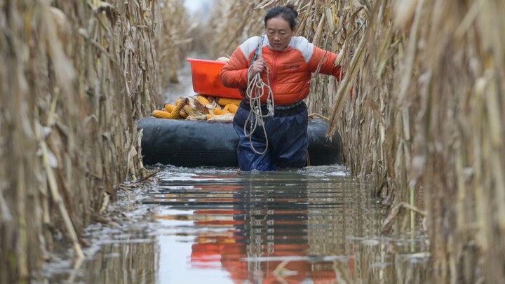 Bà nông dân lội trong nước đá ngang eo để thu hoạch ngô, nói rằng đó là tiền cứu mạng của con trai.
