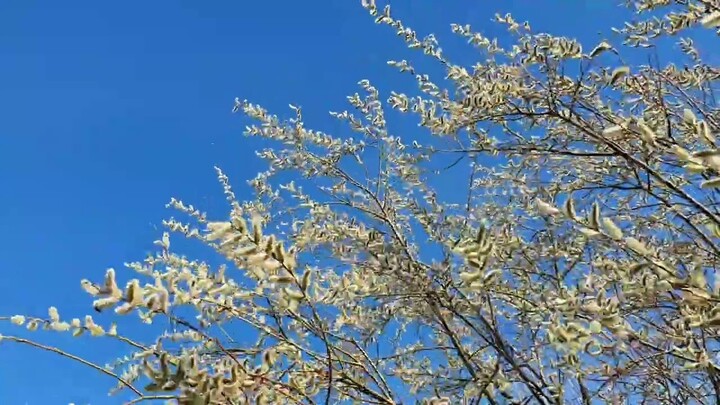 Willow and wind