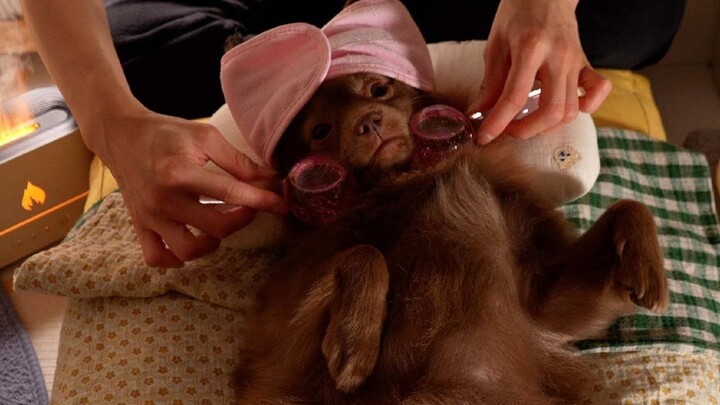 What’s a VVVVVVIP‑level spa like for dogs? Come and give it a try!
