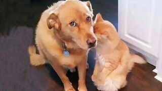 Best Funny Animal Videos 2023😂 Funniest Cats And Dogs Videos