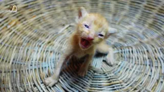 Orphan kittens hungry and crying loudly want to drink