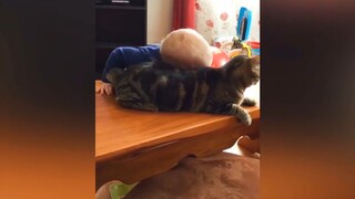 听说猫对小孩都很温柔？