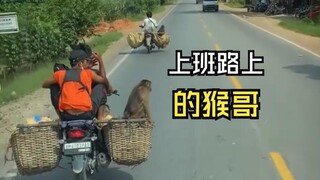 วิดีโอสัตว์ที่น่าสนุก!