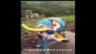 Review Nay Mấy Con Trâu Nó Đi Làm Người Mẫu  | Review Cuộc Sống Và Con Người | Kênh Hài Hước TV