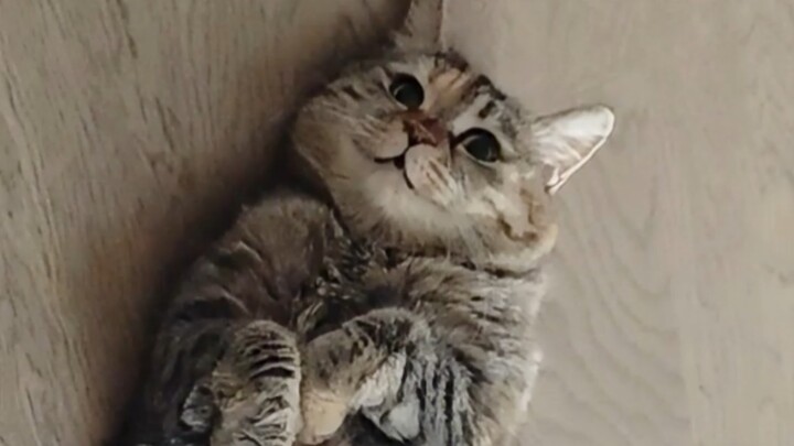 Lộ bụng to khoe khoang