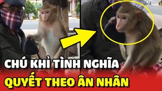 Chú Khỉ sống TÌNH NGHĨA quyết đi theo ÂN NHÂN đã cứu mình 🥰 | Yêu Lu