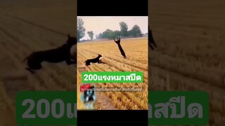 ^ดูรวมคลิปเต็มชุดนี้กดลิงค์ด้านบนจ้า^ สปีดเต็มพลัง