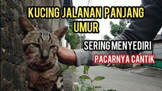 Kebesaran Allah Kucing Jalanan Tapi Umurnya Panjang Banget Tidak Di Duga  Udah Tua Tapi Punya Pacar