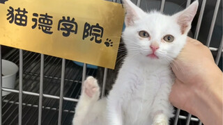 Cat Taibai transforms from listless to energetic