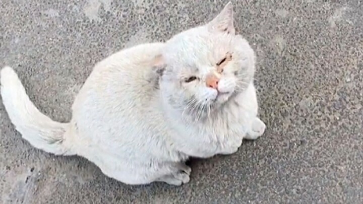 Cats and Dogs That Actually Understand What You Say!