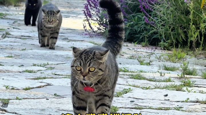 Kucing: Struktur dan tingginya benar-benar dibuat khusus untuk taman bermain kucing kami!