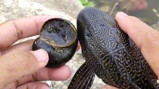 Scavenger Apple Snail Brain Swap