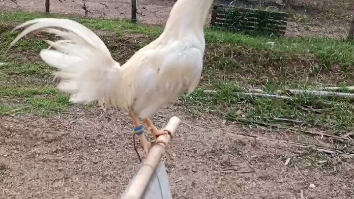 asero gf stag salpukan banded late born 2024