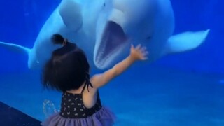 海豚：哈哈哈又哭一个，今天第9个了