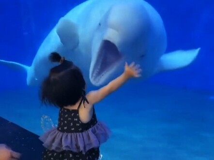 Cá heo: Hahaha, lại một con nữa khóc, con thứ 9 trong ngày hôm nay