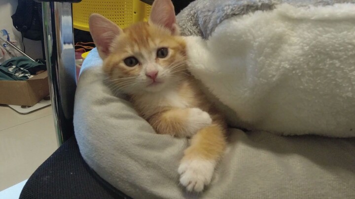 كم هي سيئة مزاجية القطط الصغيرة عند الاستيقاظ!