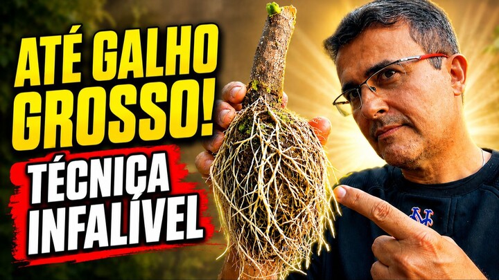 Técnica Para Enraizar Qualquer Galho Gastando R$ 0
