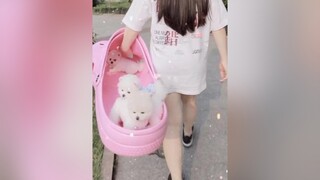 Cute không ạ pet cho dog thucung ltlhighlight xuhuong trending