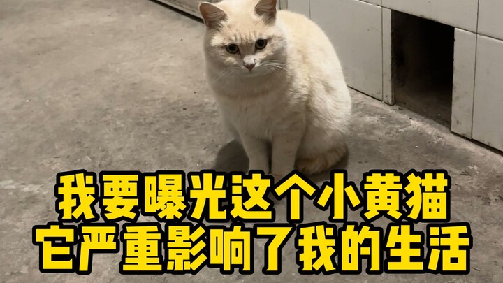 I’m going to expose this little yellow cat; it’s seriously messing up my life...